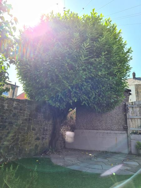 Simon Thornley Tree Surgeon