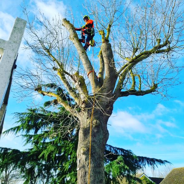 SFW Tree and Garden Care