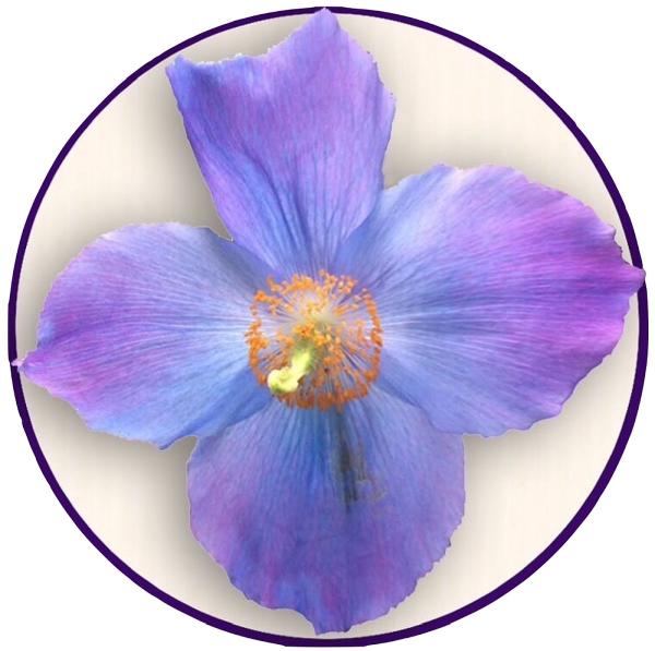 Garden Solutions by Judi Baker