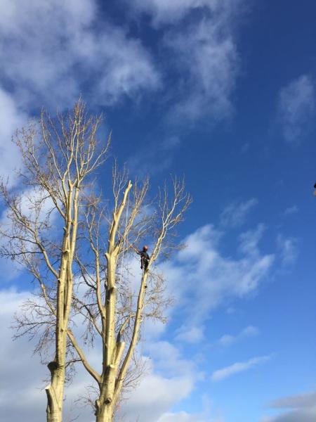 MTR Tree Services