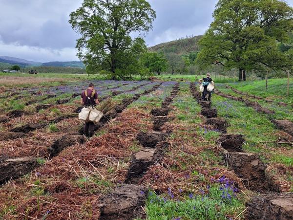 Acer Forestry Ltd