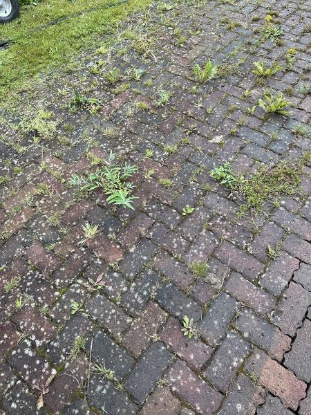 1st Class Garden Services