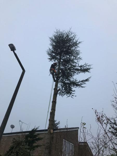 Clifton Tree Surgery