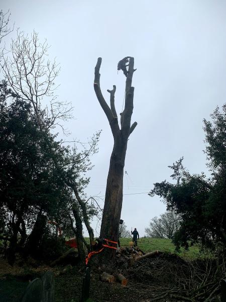 R Jones Tree Services