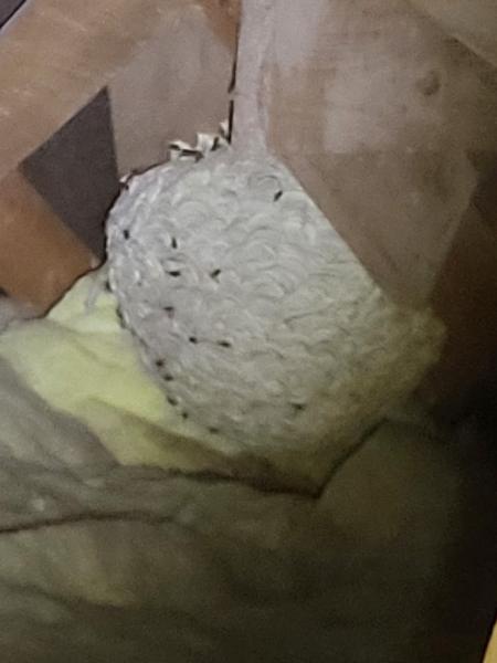 Tees Pest Quest Ltd