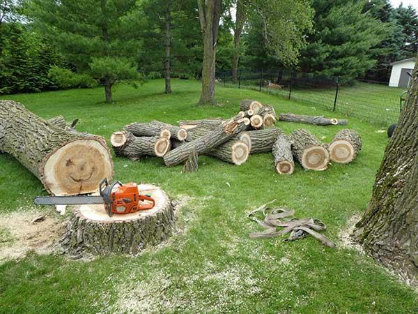 Aesthetic Tree Care