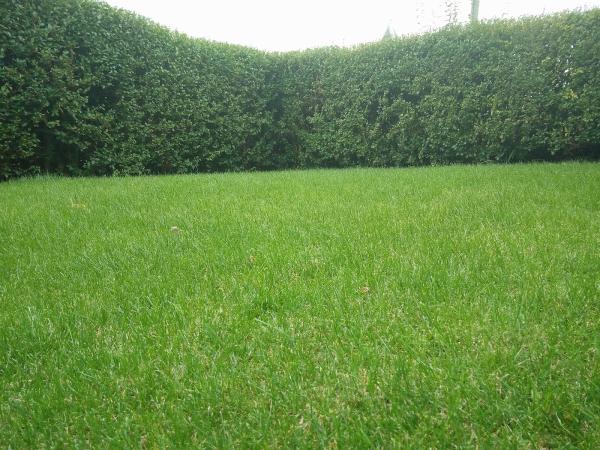 Job Done Home and Garden Maintenance
