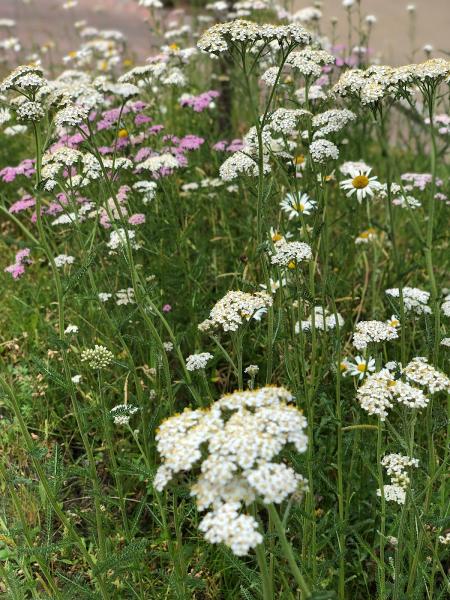 Greenbee Gardening