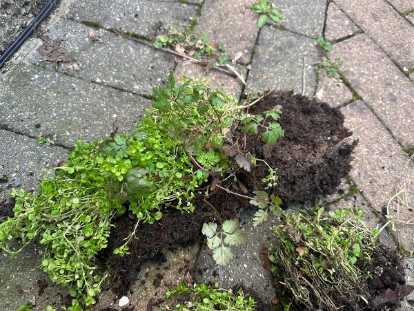 Aldred's Exterior Cleaning