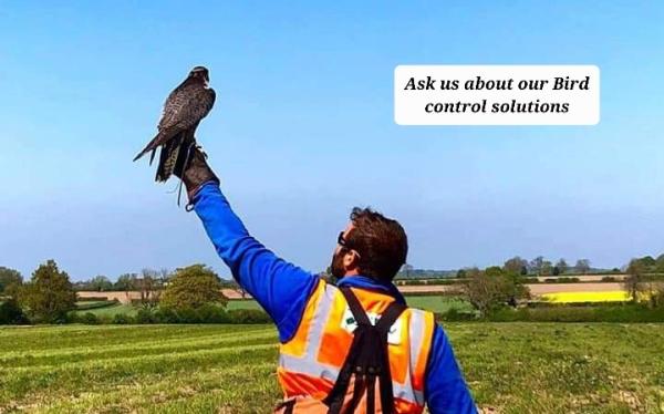 GCB Falconry & Pest Solutions Ltd