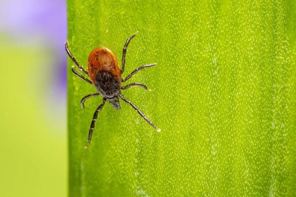 Bon Accord Pest Control