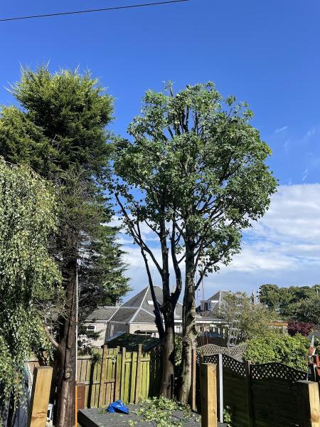 Birchgrove Tree Care