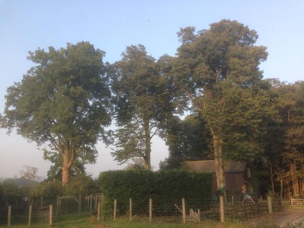 Gimbles Tree Works