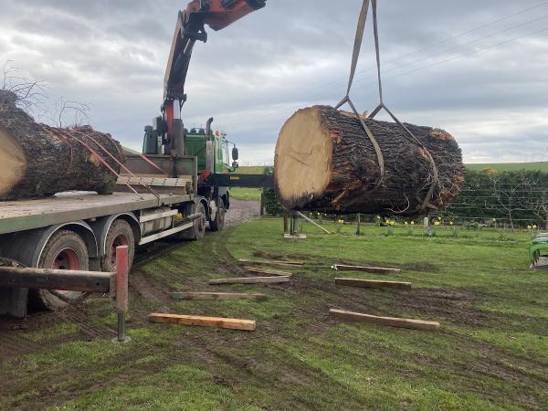 JF Tree and Land