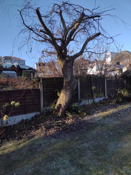 Worth Valley Tree Services