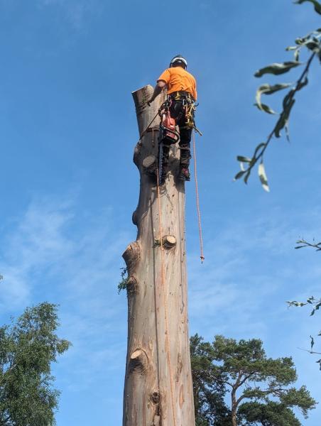 Golden Leaves Tree Care