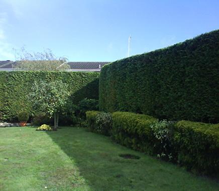 Dragonfly Tree & Garden Services