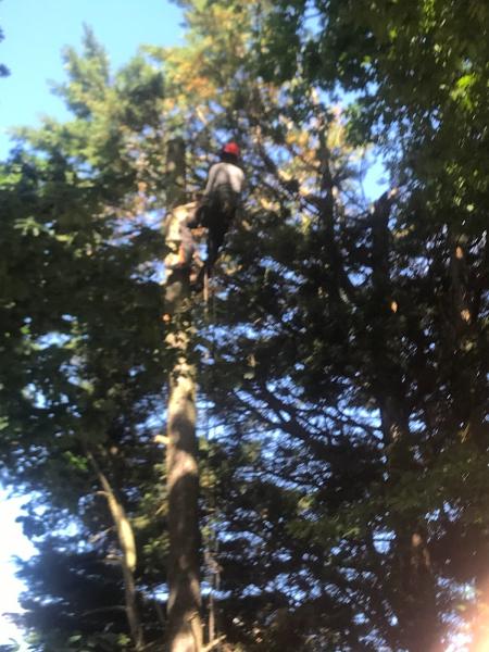 Bowskill Tree Services