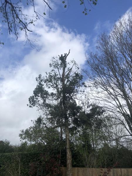 Total Tree Care and Landscaping Ltd