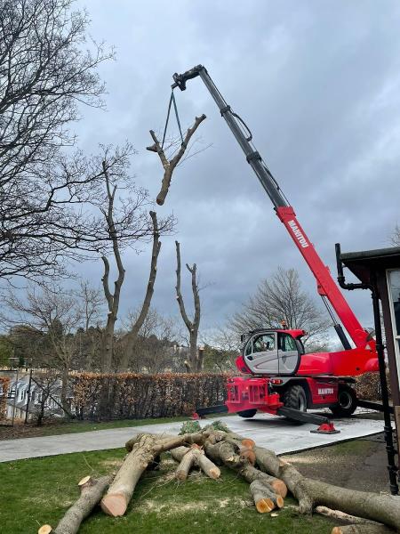 Thomson Trees Ltd