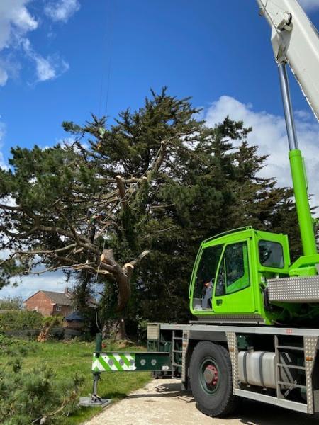 Primary Tree Care Ltd