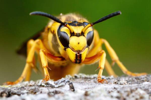 Cedar Pest Control
