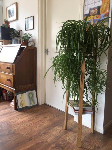 Raccoon Wood Studio
