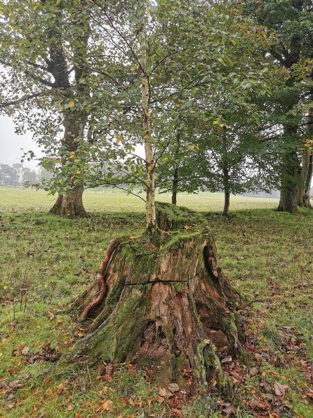 Hinshelwood Arboricultural Consultants