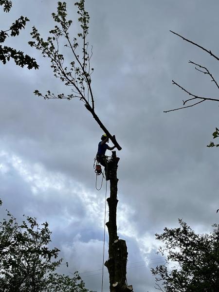 Olive Branch Tree Services