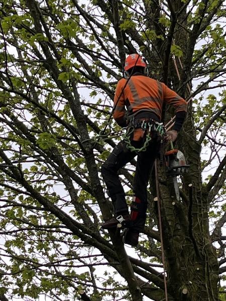 Olive Branch Tree Services