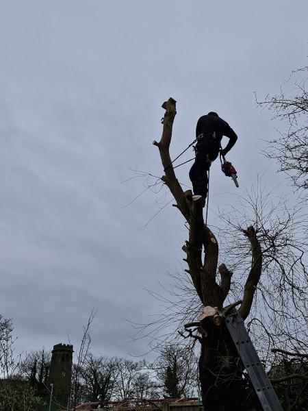 Protree Professional Arborists