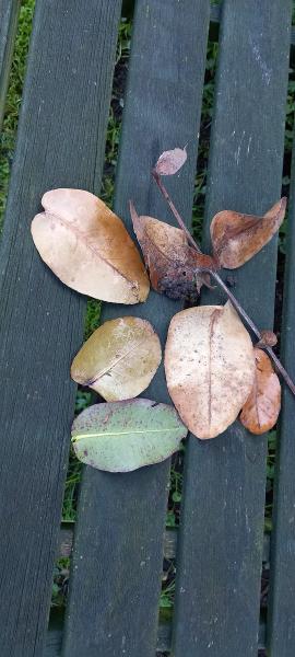 Down To Earth Trees Ltd