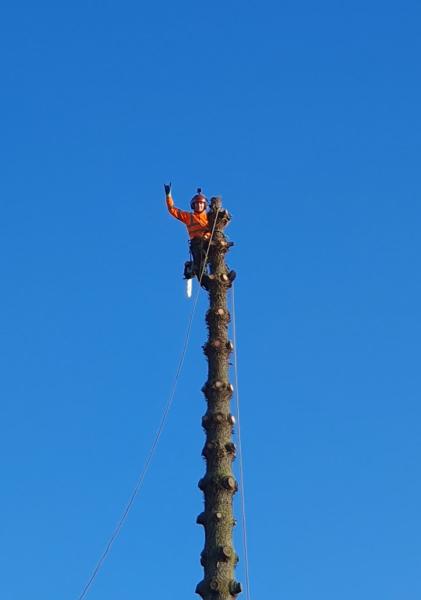 Matt Glynn Arborist