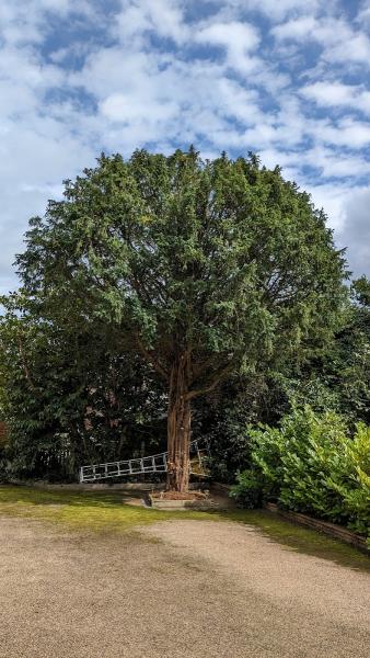 Matt Glynn Arborist