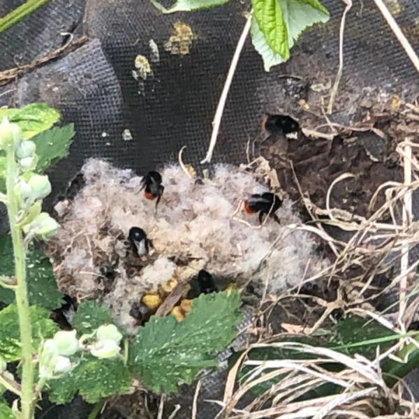 Protecta Pest Control