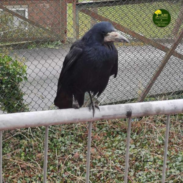 ARI Pest Control & Wildlife Management Services