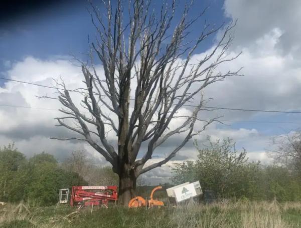 JE Tree Surgeons