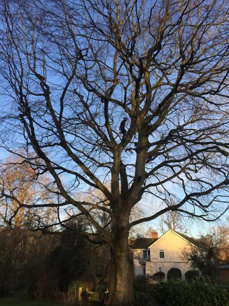 The Original Tree Surgeons Ltd