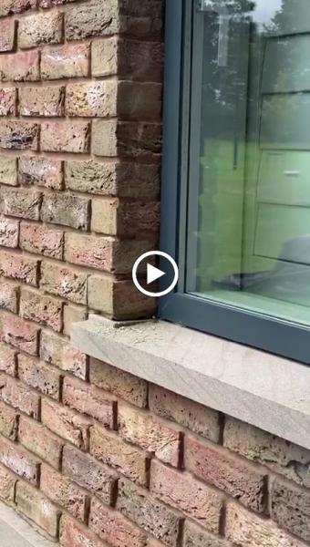 Wasp Nest Removal Altrincham