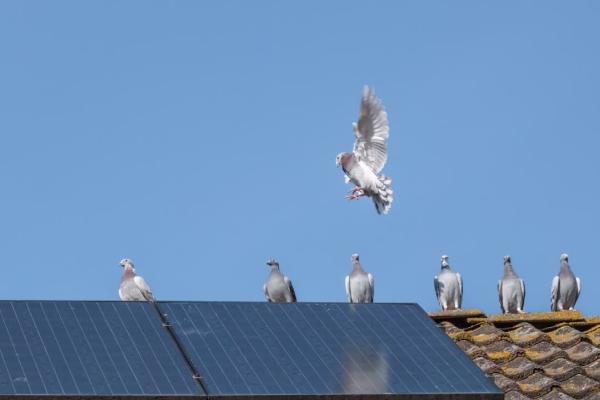 Kapow Solar Panel Proofing