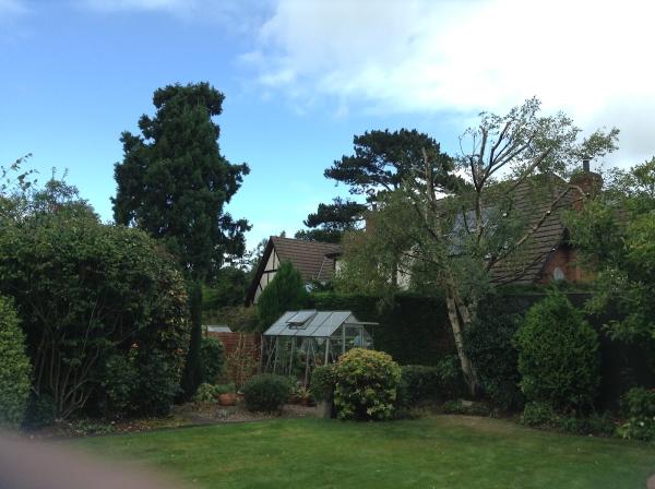 Urban Jungle Tree Surgeons