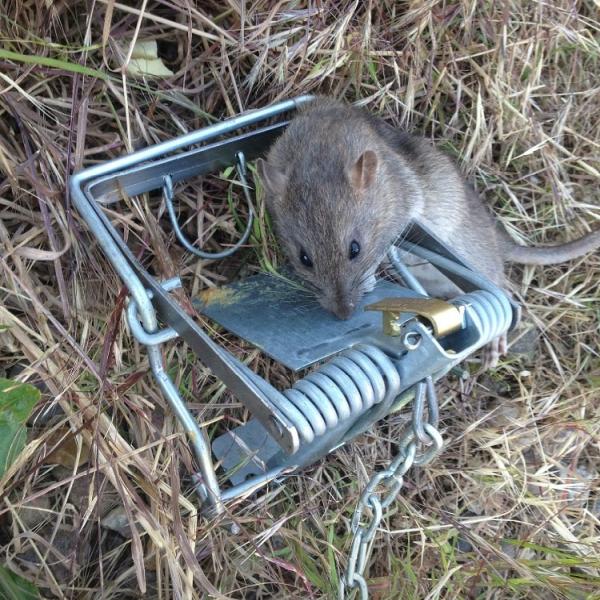 Fieldview Pest Control