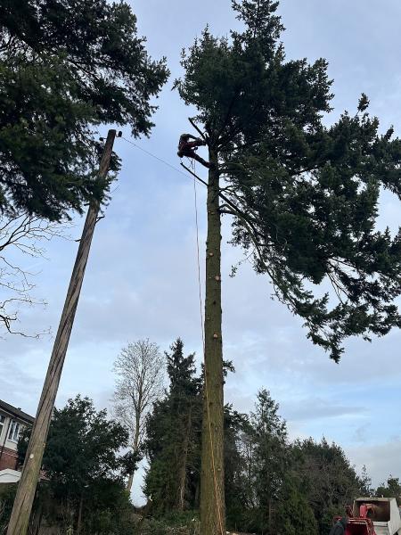 Sinclair Tree Care