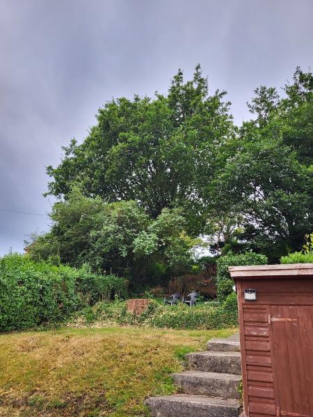 Cantellow Tree Surgery