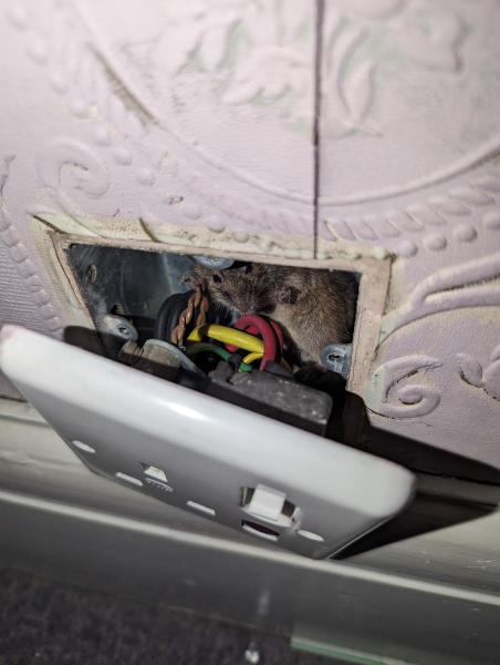 The Emergency Electricians