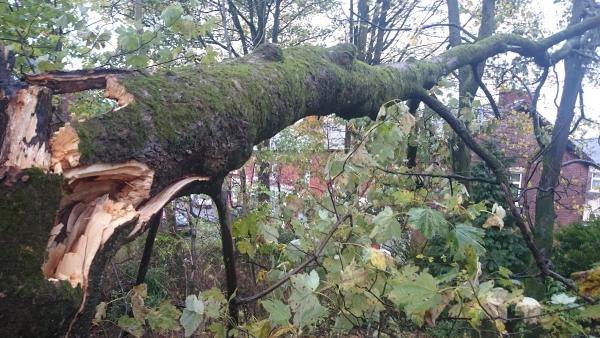 GM Tree Consultants Ltd