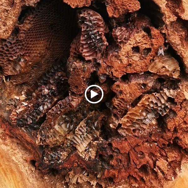 JR Hudson Integrated Pest Management