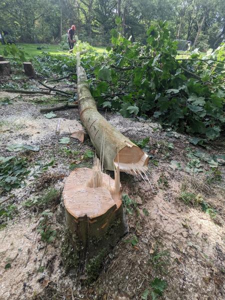 Black Dog Trees & Gardens