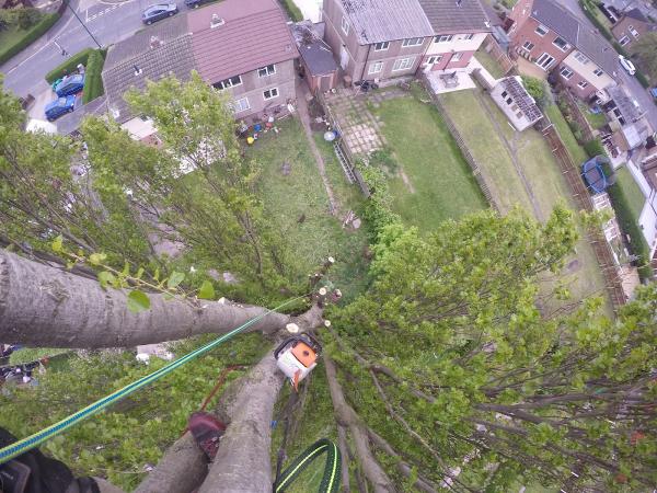 Joe Rice Tree Services