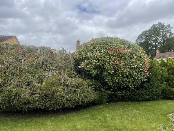 Dartmoor Tree Surgeons Ltd